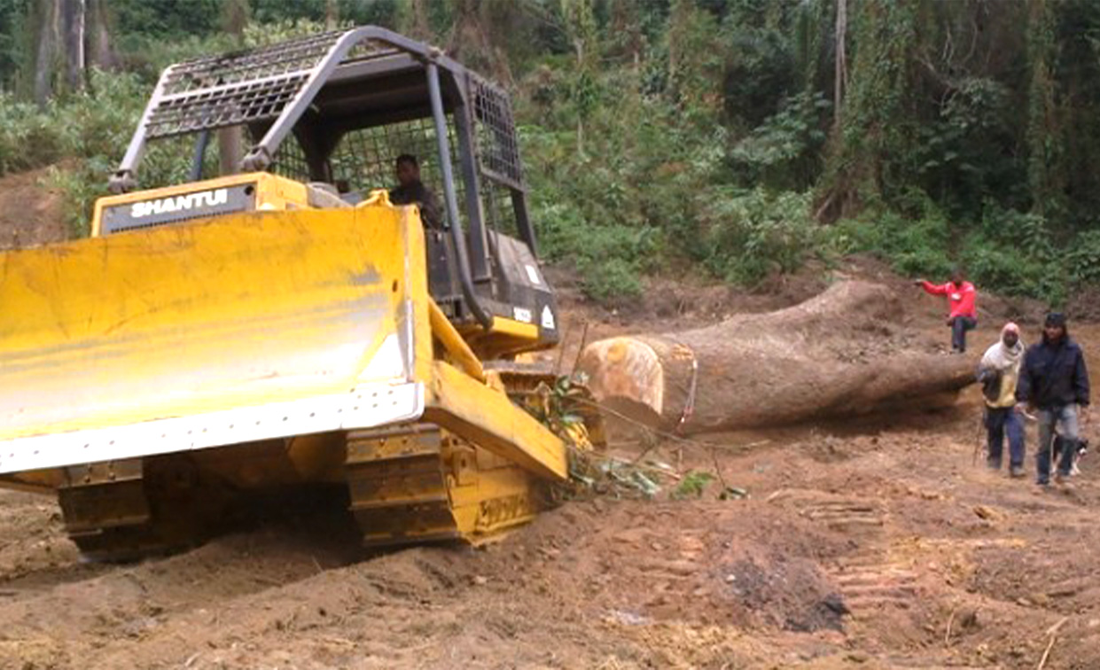 A escavadeira SD22F da Shantui opera em floresta para derrubada de árvores e extração de madeira na Argentina
